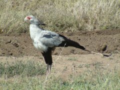 21-Secretary bird